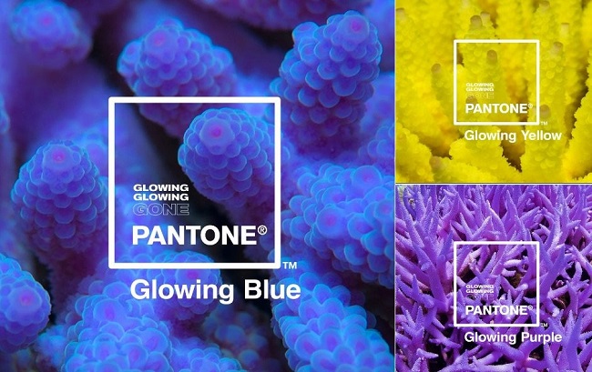 Ứng dụng của màu pantone