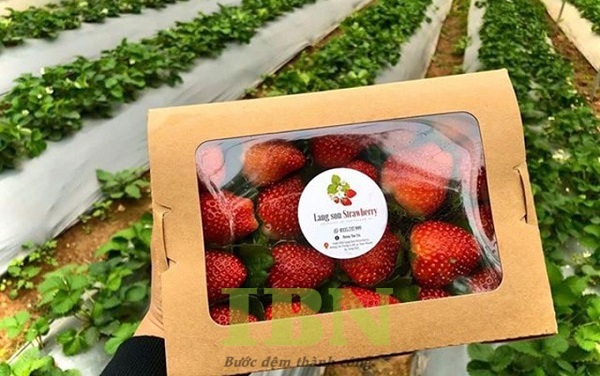 Mẫu hộp giấy kraft đựng dâu tây có cửa sổ