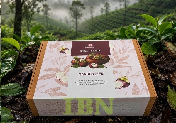 Mẫu hộp carton đựng măng cụt kiểu nắp gài hông