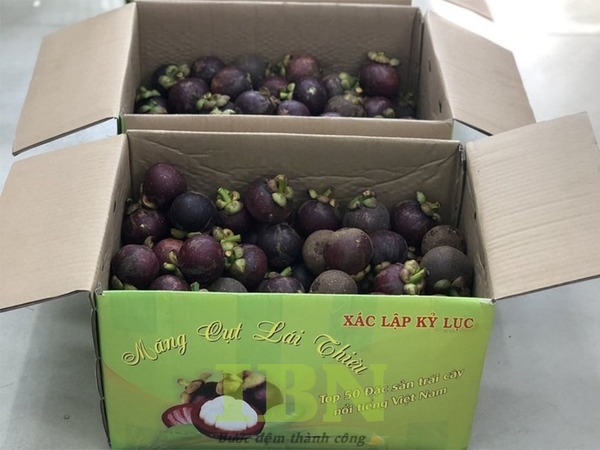Mẫu hộp giấy đựng măng cụt nắp đối khẩu bằng carton 3 lớp